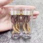 Kida Jadi -Cordyceps Militaris -Mushroom Dried -Caterpillar Fungus -Yarsagumba