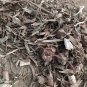 Dhatura Panchang - Dhatura Stramonium Dry Whole Plant-Datura Moonflower