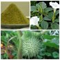 ThornApple- jimsonweeds - moonflower - Datura innoxia Dried Leaves Powder