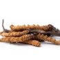 Wild Cordyceps Sinensis / Yarsha Gumba From High Himalaya -Sweet