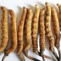 Wild Cordyceps Sinensis / Yarsha Gumba From High Himalaya -Sweet