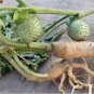 Dhatura, Datura metel, Moon Flower Plant Roots 5 inch.Puja Lord Shiva & evil eye