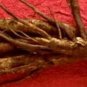 Dhatura, Datura metel, Moon Flower Plant Roots 5 inch.Puja Lord Shiva & evil eye