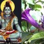 Dhatura, Datura metel, Moon Flower Plant Roots 5 inch.Puja Lord Shiva & evil eye