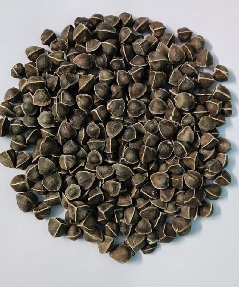 Moringa Seeds,emillas de Moringa,Drumstick Tree, Moringa oleifera, West Indian