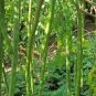 Moringa Seeds,emillas de Moringa,Drumstick Tree, Moringa oleifera, West Indian