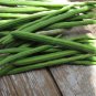 Moringa Seeds,emillas de Moringa,Drumstick Tree, Moringa oleifera, West Indian