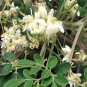 Moringa Seeds,emillas de Moringa,Drumstick Tree, Moringa oleifera, West Indian