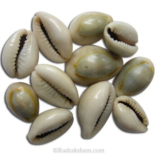 21 Pcs White Kauri Cowrie Shells For Wealth And Prosperity With Goddess Lakshmi