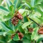 BADIAN KHATAI - BADIYAN KHATAI - CHAKRA PHOOL - ILLICIUM VERUM - STAR ANISE