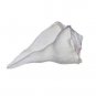 Dakshinavarti Shankh Right Hand Conch Shell for Puja Items Pooja Gift Small 2"