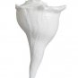 Dakshinavarti Shankh Right Hand Conch Shell for Puja Items Pooja Gift Small 2"