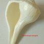Small Dakshinavarti Shankh Rare Highly Spiritual Divine Conch Right Handed