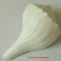Small Dakshinavarti Shankh Rare Highly Spiritual Divine Conch Right Handed