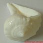 Small Dakshinavarti Shankh Rare Highly Spiritual Divine Conch Right Handed