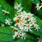 HARSINGAR LEAVES - PARIJAT LEAVES - NYCTANTHES ARBOR-TRISTIS - AYURVEDIC- HERBAL