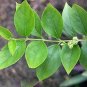 HARSINGAR LEAVES - PARIJAT LEAVES - NYCTANTHES ARBOR-TRISTIS - AYURVEDIC- HERBAL