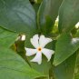 HARSINGAR LEAVES - PARIJAT LEAVES - NYCTANTHES ARBOR-TRISTIS - AYURVEDIC- HERBAL
