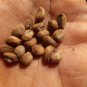 NATURAL VIDHARA-BIDHARA WOOD-ELEPHANT CREEPER-ARGYREIA SEED RAW DRIED SEED