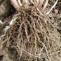 NATURAL AAK KI JAD (DRIED) - CALOTROPIS PROCERA ROOT- TOOLAPHALA ROOT
