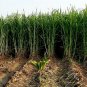 Super Napier Grass,Hybrid Grass,Elephant Grass, High Yielding grass Seeds