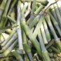 Super Napier Grass,Hybrid Grass,Elephant Grass, High Yielding grass Seeds