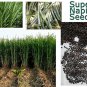Super Napier Grass,Hybrid Grass,Elephant Grass, High Yielding grass Seeds
