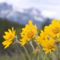 Arnica Dried Whole Flowers Mountain Arnica Herb - Arnica Mexicana