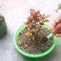 Natural Pure Organic Mustard Oil Cake Powder Fertilizer for Plants Care Growth