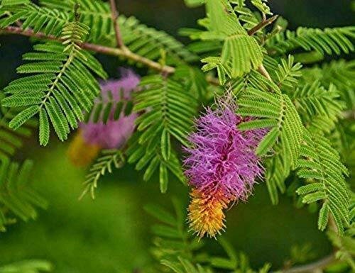 Maram/Prosopis Tree/Banni Seeds Tree/Vanni Shami 25 Tree Cineraria Pack Drum
