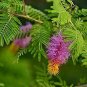 Maram/Prosopis Tree/Banni Seeds Tree/Vanni Shami 25 Tree Cineraria Pack Drum