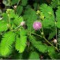 Maram/Prosopis Tree/Banni Seeds Tree/Vanni Shami 25 Tree Cineraria Pack Drum