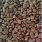 Maram/Prosopis Tree/Banni Seeds Tree/Vanni Shami 25 Tree Cineraria Pack Drum