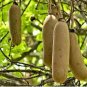 BALAM KHEERA PHAL (DRY) - BALAM KHIRA FRUIT - KIGELIA AFRICANA