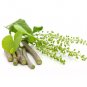 Nature Fresh Gurjo/Amrita Guduchi/Giloy/Tinospora cordifolia Plant/Sticks(Green)