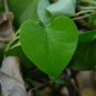Nature Fresh Gurjo/Amrita Guduchi/Giloy/Tinospora cordifolia Plant/Sticks(Green)
