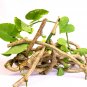 Nature Fresh Gurjo/Amrita Guduchi/Giloy/Tinospora cordifolia Plant/Sticks(Green)
