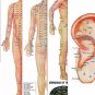 Acupuncture Points (3 Body + 1 Ear) Charts (Set of 4) + Free 5 Sujok Rings