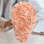 Professional Human Ear Acupuncture Points Model Anatomical Figure