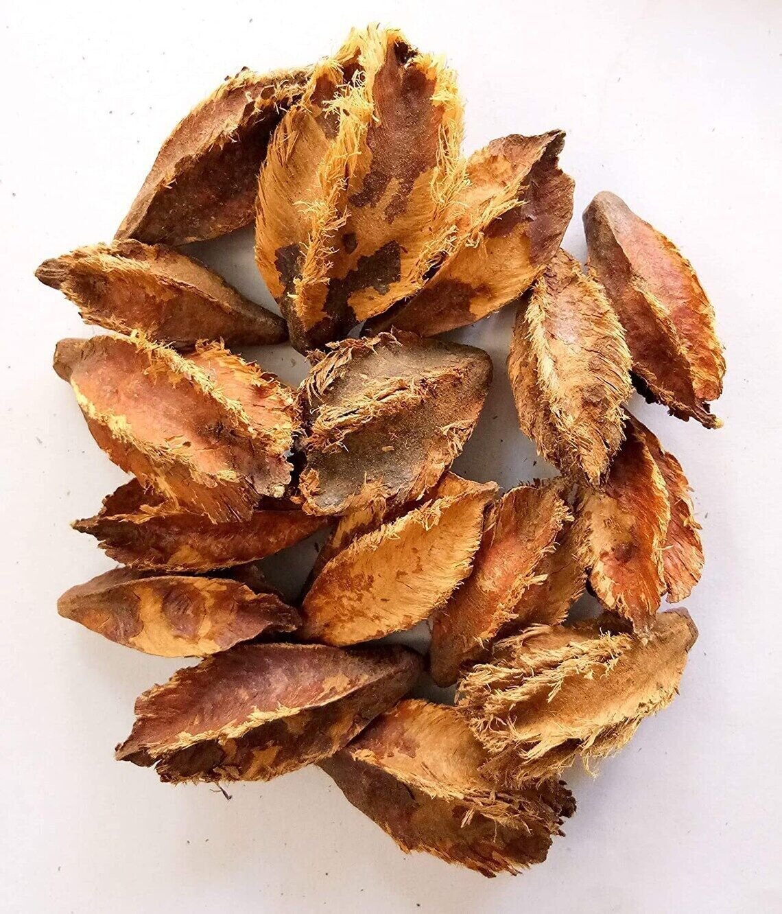 Terminalia arjuna, Arjuna Tree , White Marudah , Arjunolic Myrobalan Seeds