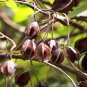 Terminalia arjuna, Arjuna Tree , White Marudah , Arjunolic Myrobalan Seeds