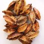 Terminalia arjuna, Arjuna Tree , White Marudah , Arjunolic Myrobalan Seeds
