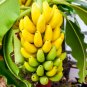 Dried/Dehydrated organic Banana superfine ground powder 100% pure natural Ceylon