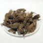 BHOOT KESHI JADD - SELINUM VAGINATUM ROOT - MILK PARSLEY - BEG KHARFAS