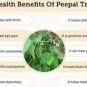 Peepal Leaf Powder / Peepal Leaves Powder / Ficus Religiosa Leaves Powder / Pipa