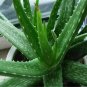 ALOE VERA LEAVES POWDER - ALOEVERA LEAVES POWDER - GHRITA KUMARI