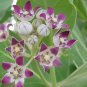 AAK PHOOL (DRIED)- MADAR - CALOTROPIS GIGANTEA DRIED FLOWER RAW HERB