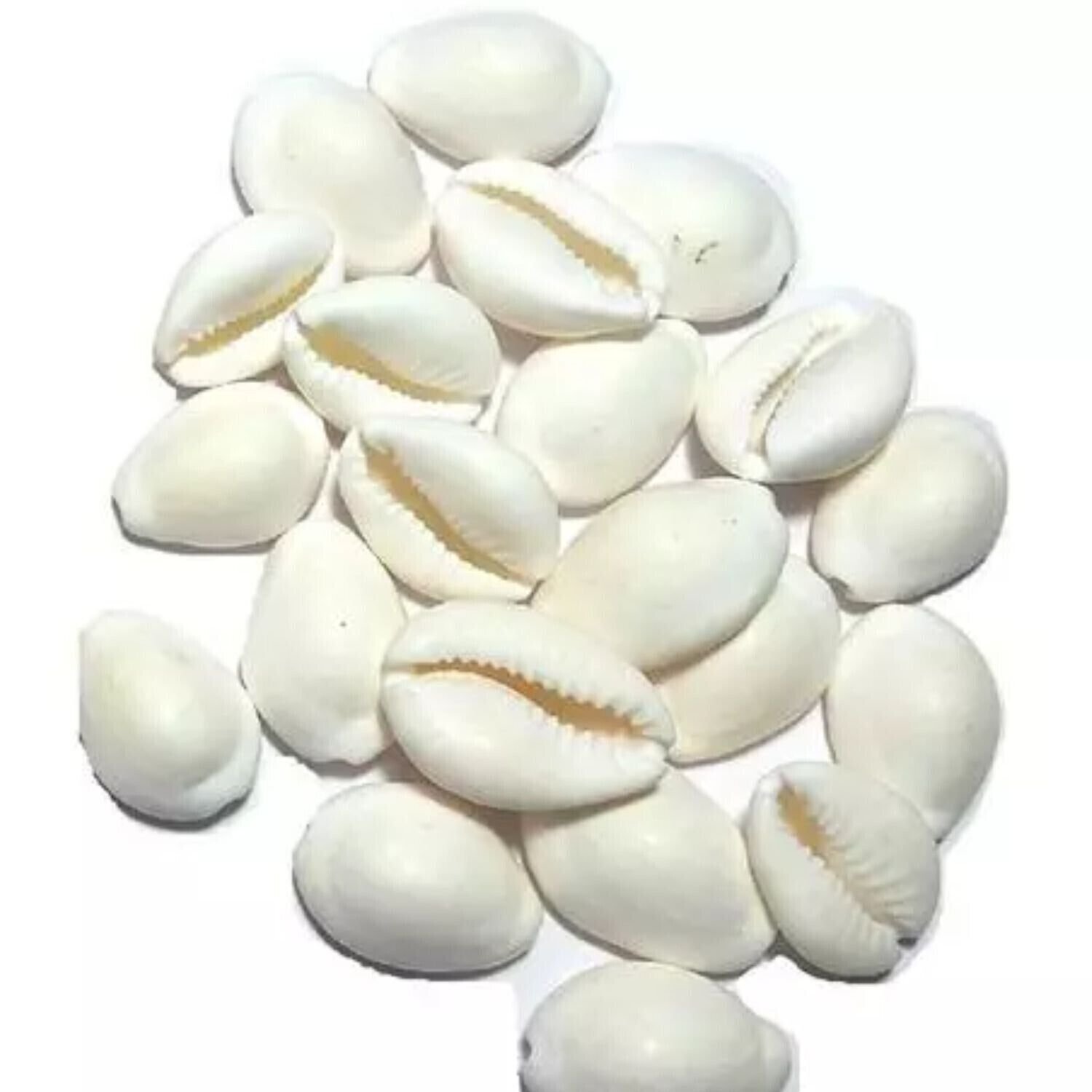 101 Pcs White Kodi Shells Kauri Kaudi Natural Laxmi Cowrie Diwali Puja Free Ship
