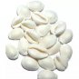 101 Pcs White Kodi Shells Kauri Kaudi Natural Laxmi Cowrie Diwali Puja Free Ship