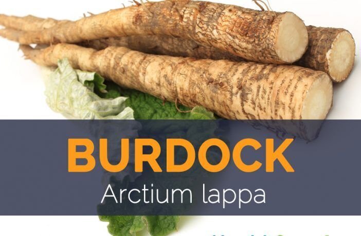 ORGANIC BURDOCK ROOTS - ARCTIUM LAPPA - DRIED ROOT BURDOCK